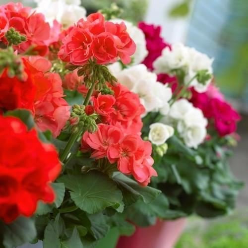 10 Mezcla Semi di Geranio (Mezcla zonal de Pelargonium)