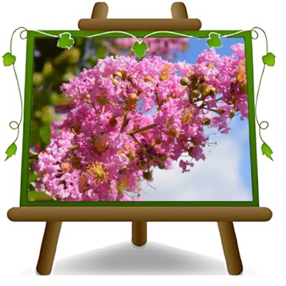 EURO PLANTS VIVAI Lagerstroemia Indica Arbusto Rosa Altura 80 cm Maceta 24 cm