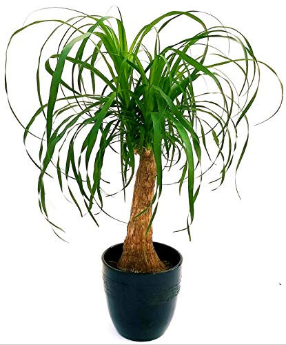 POWERS TO FLOWERS - BEAUCARNEA RECURVATA, altezza 80cm, pianta vera