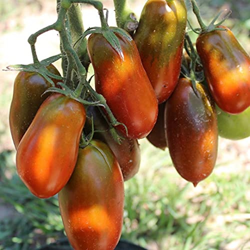 Purple Russian Bio-Tomatensamen für ca. 10 Pflanzen - süß und aromatisch, tolle Farbe