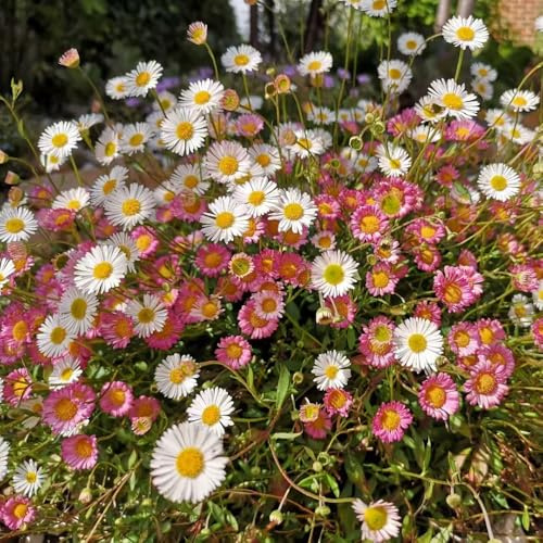 Semillas de margarita española de interior exóticas, Bonsái con para balcón Jardín con semillas pradera primavera cobertura del suelo 300pcs