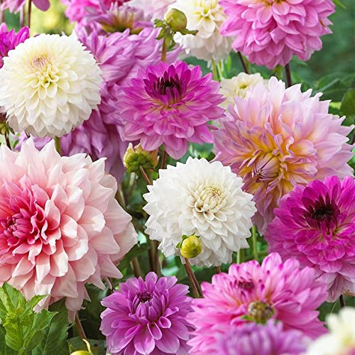 3 Dahlia Pastel Mix Large, Healthy Tubers 3 Dahlia Bulbs