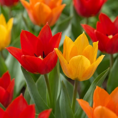 Green boutiQ - 25x Tulipa Praestans Mix - Tulipe précoce multicolore - Divers - Floraison printanière - Calibre 8/9