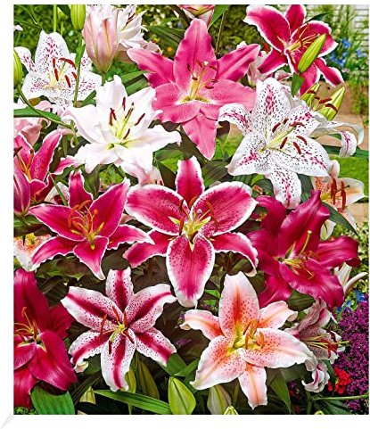 BALDUR Garten 5er Lilien-Mix 'Parfum', Zwiebeln mit Umfang 14-16 cm, große Blüten mit herrlichem Duft, für Beete, Rabatten oder Töpfe, Schnittblume für die Vase, winterhart, mehrjährig & pflegeleicht
