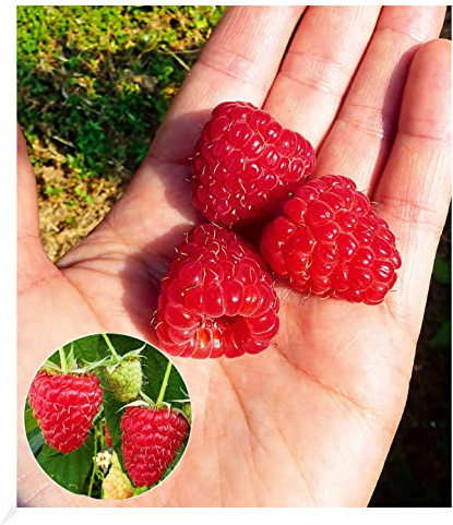 BALDUR Garten 1x Himbeere Enrosadira® Endlosernte Pflanze mit 5-6 cm Ballen