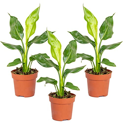Bloomique - Lot de 3 - Strelitzia Reginae - Oiseau de paradis - Plantes d’intérieur - Dépolluantes - Faciles à entretenir - Hauteur 30-40 cm - Pot 12 cm