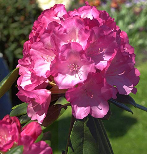 Hochstamm Rhododendron Fantastica 80-100cm - Alpenrose - lebende Gartenpflanze aus den Baumschulen