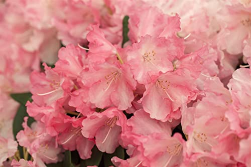 Rhododendron yakushimanum Marlis 40-50 cm immergrün winterhart