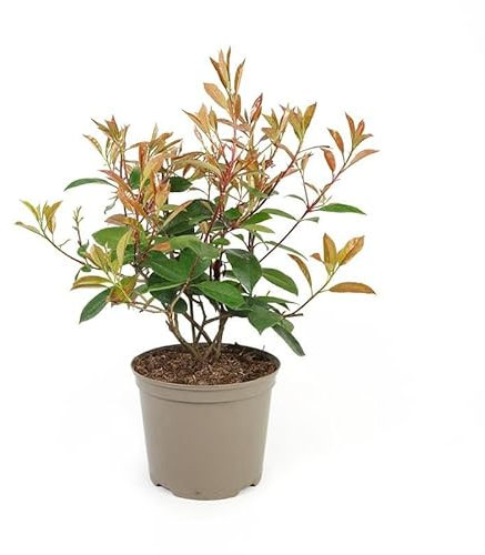 Fotinia Natural Arbusto de Hojas Bicolor y Fácil de Cuidar