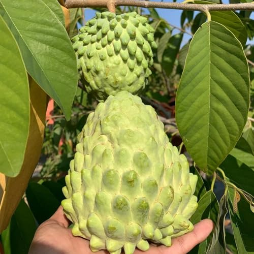 semi dell'di graviola - soursop - balcone a colonnare in crescita, colonnari fresca, rustiche per balcone 100pcs