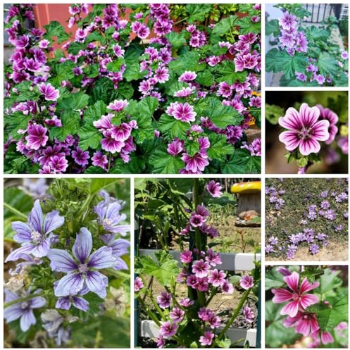 semillas de malva perenne resistente decorativas, adornos de malva de jardín, interior silvestres 200pcs