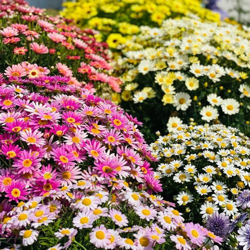semi di margherita, Argyranthemum frutescens, semi di da balcone semi di crisantemo 650pcs