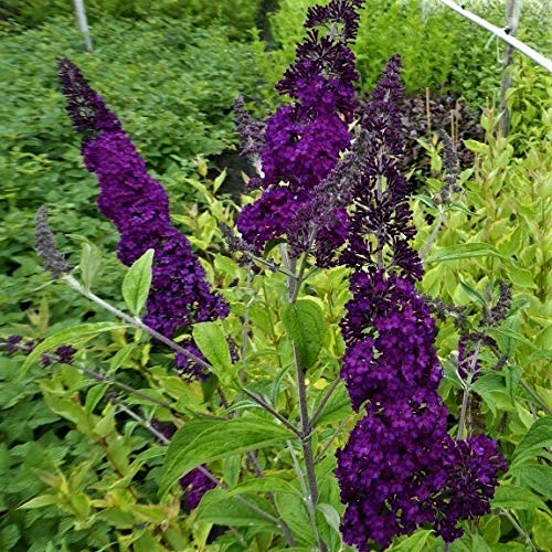 Sommerflieder Black Knight Buddleja davidii dunkelviolett blühend schön duftend im 3 Liter Topf