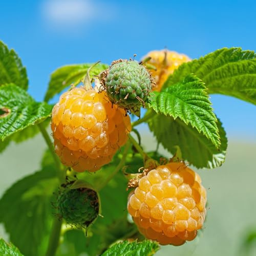 semi di lampone, per luoghi soleggiati Rubus idaeus, le sono resistenti da balcone resistenti semi di giardino 100pcs