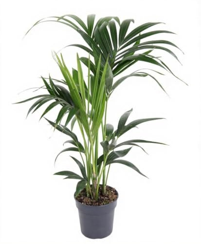 Howea forsteriana Kentia Palme 4 Triebe Zimmerpflanze 80 cm