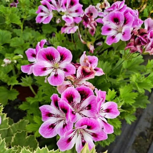 Semillas de geranio - exótico orgánico de mariposas interior balcón decoración jardín jardín rocas semillas otoño en 170pcs