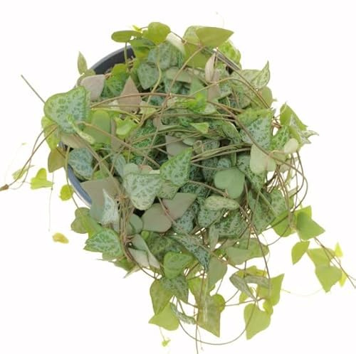 Collar de Corazones PREMIUM Ceropegia Woodii Planta Natural
