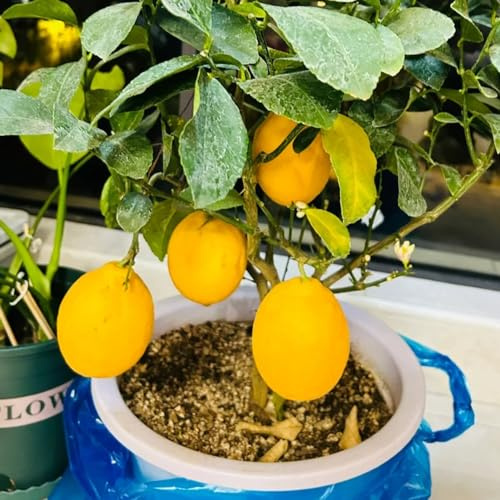 zitronenbaum winterharte stauden mehrjährig obstbaum kräutergarten pflanztopf büropflanzen säulenobstbäume indoor garten zimmerpflanzen obstbäume balkonpflanzen winterhart balkon 35samen