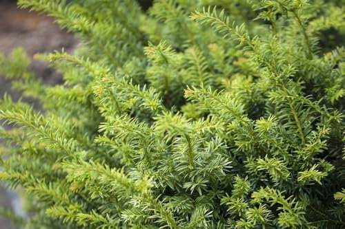 Taxus baccata 'Golden Nugget' 20–25 cm – Winterhart, Immergrün, Pflegeleicht – Gelbe Eibe – Heckenpflanze für Garten & Kübel