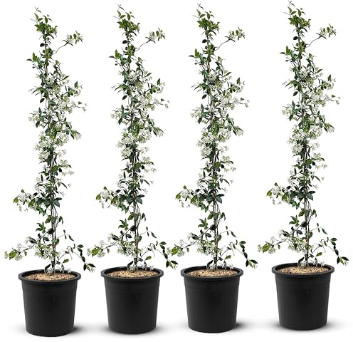 Jasmin - Toskanischen Jasmin - Trachelospermum Jasminoides 160 cm A+ ware (4pcs)