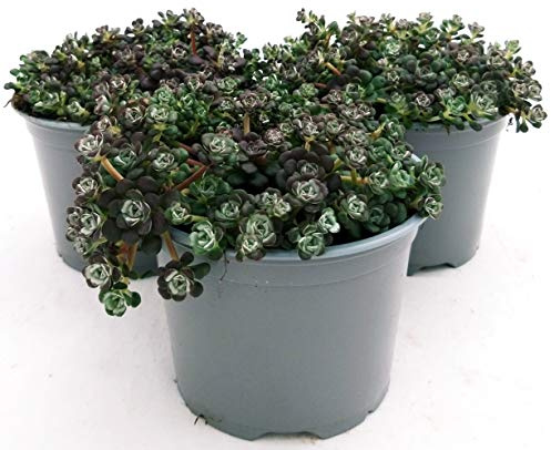 POWERS TO FLOWERS - SEDUM CAPE BLANCO 3 PIANTE, VASO 12CM, piante vere