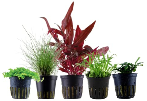 AquaOne Aquarium Pflanzen I 5X Wasserpflanzen I Vordergrund Aquarienpflanzen I Alternanthera Lilaeopsis Eleocharis Micranthemum Bucephalandra I Set mit 5 Vordergrundpflanzen