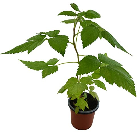Frambuesa Roja Fruto Comestible Planta Natural Que Produce Frutas del Bosque