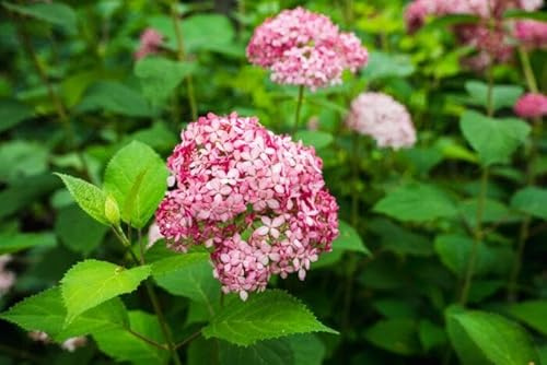 Hortensie Pink Annabelle 40-60 cm im Topf | 1x Hydrangea arborescens rosa | blühende Bauernhortensie großblumig & winterhart | sofort pflanzbar