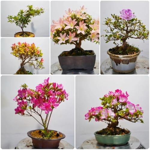 semi di rododendro, esotiche azalea resistente, perenni 25pcs