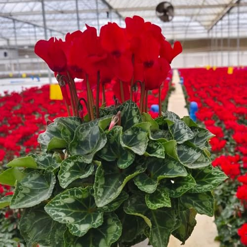 semi di ciclamino da esterno - ciclamino - resistenti di recisi rare, decorazione del soggiorno resistenti per il giardino 65pcs