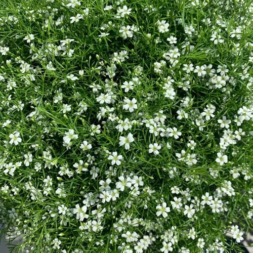 schleierkraut gartensamen exotische zimmerpflanzen wildblumen balkonblumen schnittblumen blumengarten büropflanzen blumensamen mehrjährige stauden topfpflanze kräutersamen 200samen
