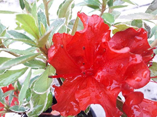 Azalea Hot Shot Variegated, in a 9cm Pots, Stunning Bright Red Flowers 3fatpigs®