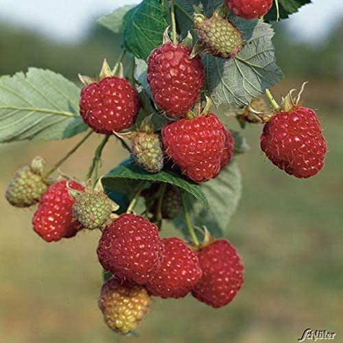 GARTEN SCHLÜTER® Himbeere 'Zefa 3'