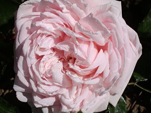 'Albertine' Potted Rose - Fragrant Baby Pink Blooms - Rambling Rose