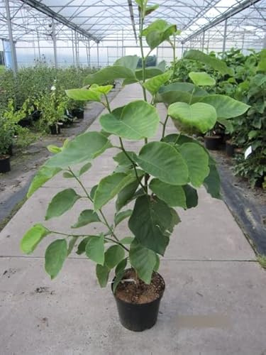 Magnolia acuminata Blue Opal - Königs-Magnolie - 60-80