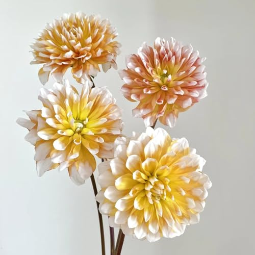 tuberi di dalia resistenti, giardino perenni 3pcs