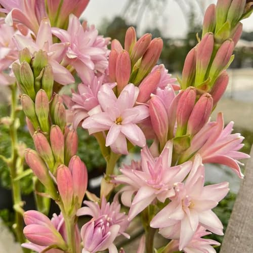 semi di tuberosa - perenni resistenti, decorazione balcone 300pcs