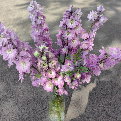 semi di speronella, resistenti perenni vecchie varietà da giardino 700pcs