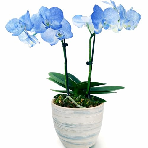 POWERS TO FLOWERS - ORCHIDEA PHALAENOPSIS BLU, IN VASO CERAMICA AFRICA, 2 STELI, VASO 13CM, Pianta Vera