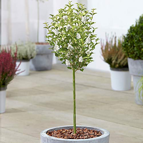 Syringa Weißbaum | Topf-Flieder-Zierbäume für kleine Gärten & Terrassen | Gerader Standardstamm-Lutscherbaum | Gartenpflanzen