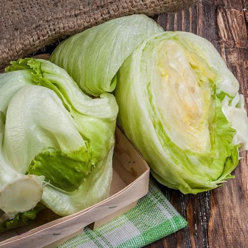 Semi di lattuga iceberg, vecchie varietà acquistare di invernali vecchie varietà biologici, rare 100pcs
