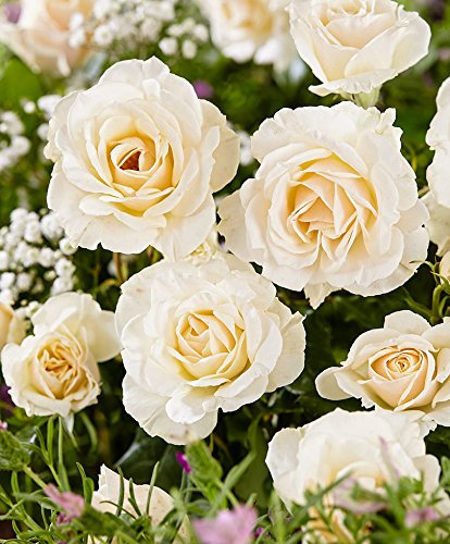 Rosa grandiflora 'True Love'-cad.-Rose