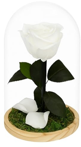 Mundo Eterno | Cúpula Estilo Bella y Bestia | Rosa Eterna Blanca 22x12 cm | Rosa Preservada Natural | Regalo Decorativo Duradero