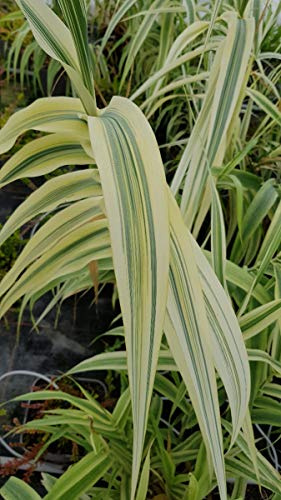 Arundo donax 'Ely' / Canne de Provence Naine/Godet