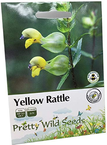 1200 Yellow Rattle Rhinanthus Minor British Wild Flower Seeds