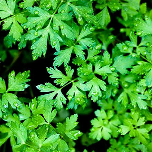 Haloppe 100 Pz Prezzemolo Semi Di Ortaggi Per La Piantagione Del Giardino Domestico, Semi Di Prezzemolo Prezzemolo Profumato Semi Di Foglia Piatta Verde Scuro Semi Di Prezzemolo