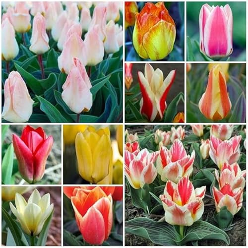 Niedrige Kleinwüchsige Tulpen Tulpenzwiebeln Onion Farbe Sorte zur Auswahl Knollen winterhart mehrjährig Tulpe (Mix 25 Stk.)