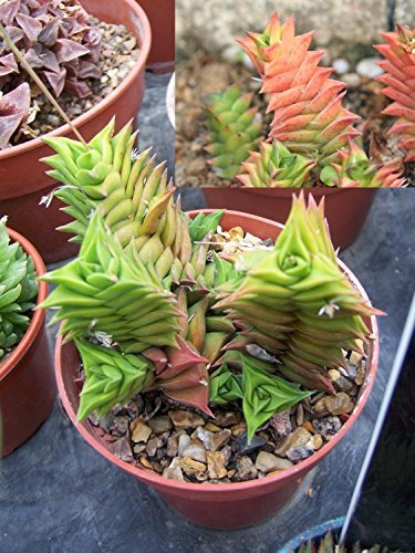 Bonsai Haworthia Viscosa Crassula Sukkulenten Sammler Sehr seltener Kaktus