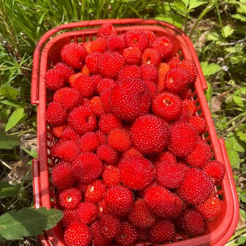 semillas de fresa silvestre - extraño jardín invernadero interior en balcón con parterre 150pcs
