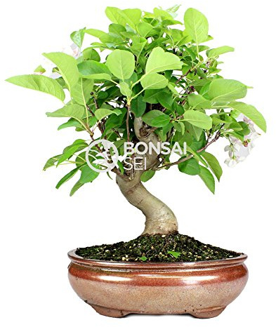 Bonsai - Pomme 12 Ans (Bonsai Sii - Malus)